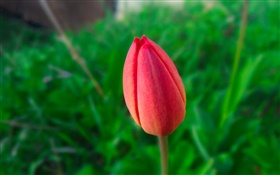 Un tulipán rojo, fondo verde HD fondos de pantalla