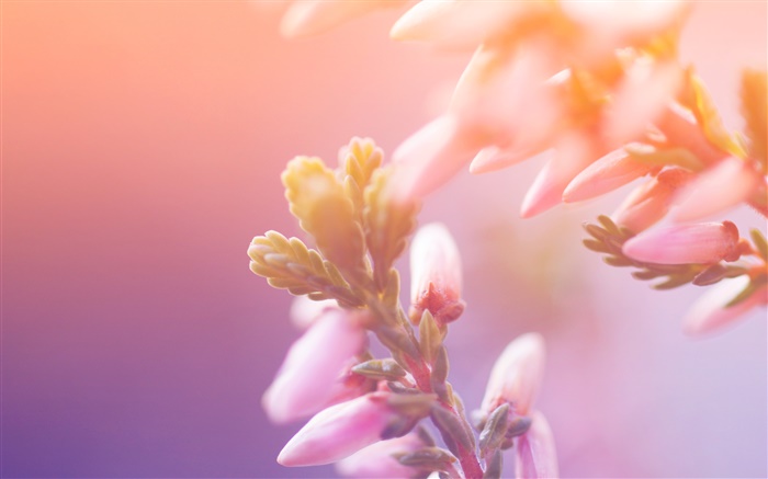 flores de color rosa, brotes, bokeh Fondos de pantalla, imagen