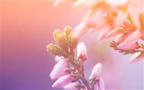 flores de color rosa, brotes, bokeh HD fondos de pantalla
