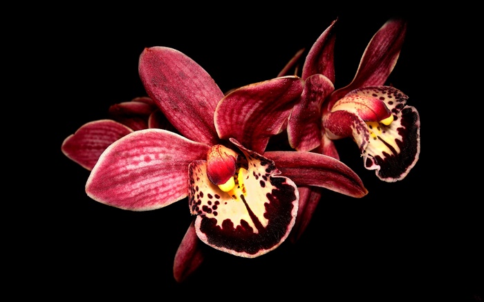 flor rosada de la orquídea, fondo negro Fondos de pantalla, imagen