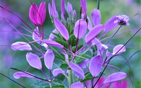 flores púrpuras, pétalos, hojas, planta