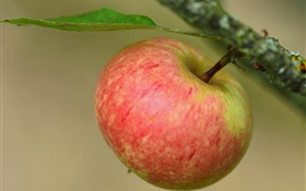 manzana roja, rama, árbol HD fondos de pantalla