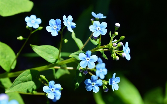 Pequeñas flores azules, fondo negro Fondos de pantalla, imagen