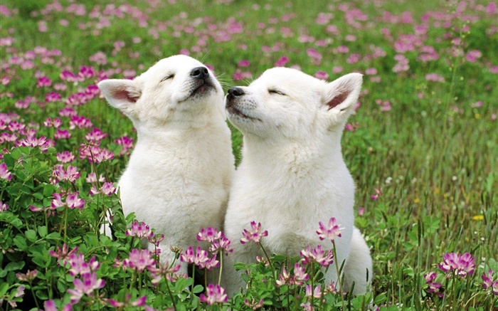 Dos perritos blancos, flores, hierba Fondos de pantalla, imagen