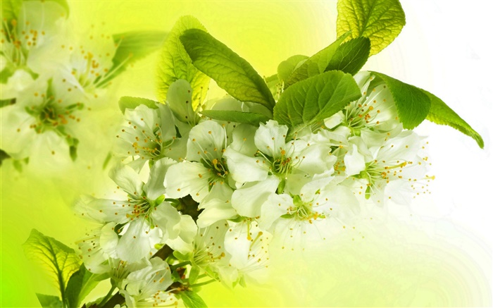 flores blancos de la manzana, flores, ramas, primavera Fondos de pantalla, imagen