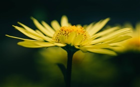 flor amarilla y pétalos