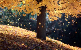Otoño, solo árbol, hojas amarillas