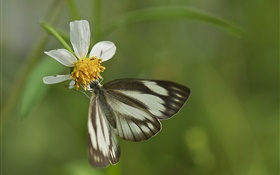 Mariposa negra y flor blanca
