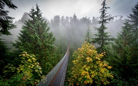 Bosque por la mañana, árboles, niebla, puente colgante