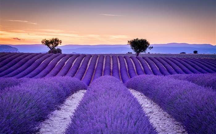 Francia, Provence, campos de lavanda, árboles, estilo púrpura Fondos de pantalla, imagen