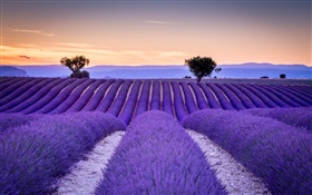 Francia, Provence, campos de lavanda, árboles, estilo púrpura