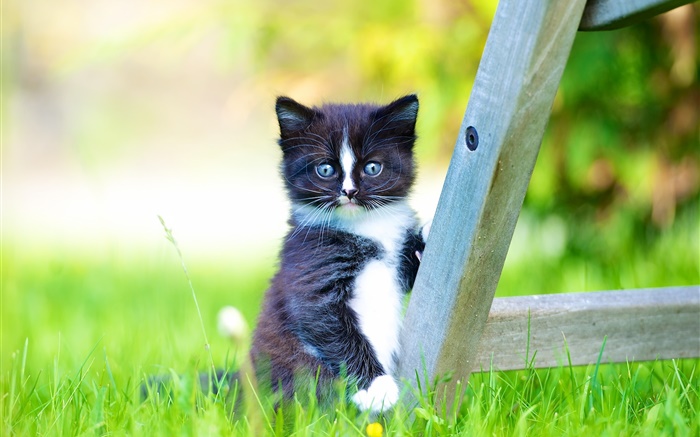 Mascota peluda, gatito negro en el césped Fondos de pantalla, imagen