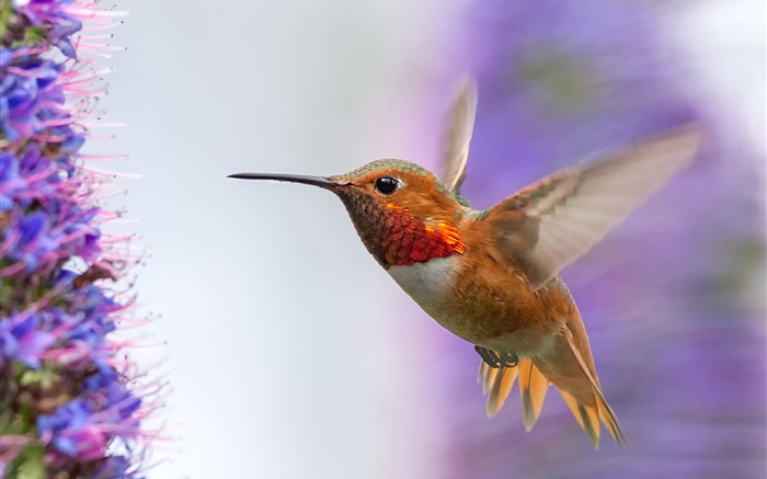 Hummingbird volando, alas Fondos de pantalla, imagen