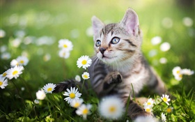 Gatito en el blanco flores silvestres HD fondos de pantalla