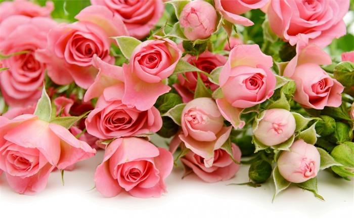 Muchas flores color de rosa rosadas HD fondos de pantalla | Flores | fondo  de escritorio de vista previa 