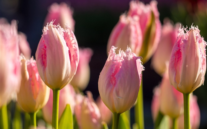Rosa tulipanes, flores macro fotografía, primavera Fondos de pantalla, imagen