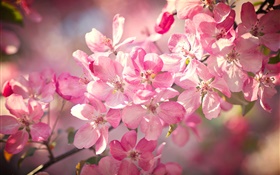 Primavera, flores de cerezo rosa, florecimiento, ramitas