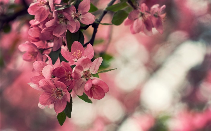 Primavera, flores de color rosa, árbol, bokeh Fondos de pantalla, imagen