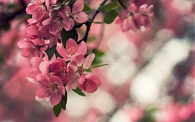Primavera, flores de color rosa, árbol, bokeh HD fondos de pantalla