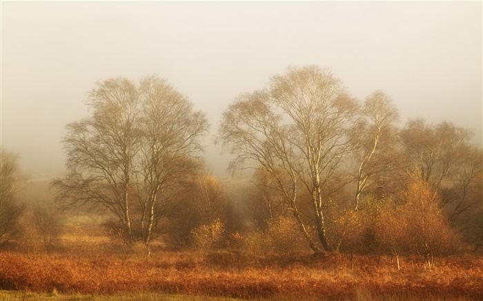 Árboles, otoño, niebla, mañana Fondos de pantalla, imagen