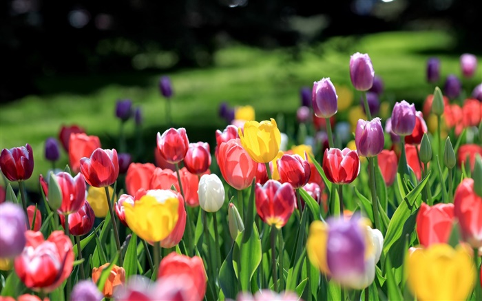 Tulipanes jardín, rojo amarillo púrpura rosa flores blancas Fondos de pantalla, imagen
