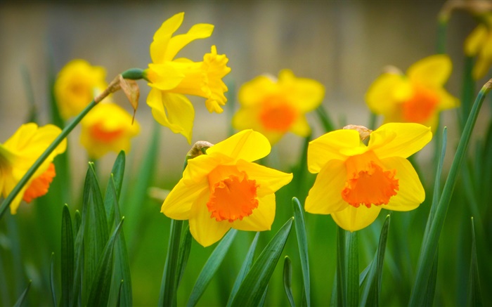 Narcisos amarillo flores, pétalos Fondos de pantalla, imagen