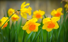 Narcisos amarillo flores, pétalos