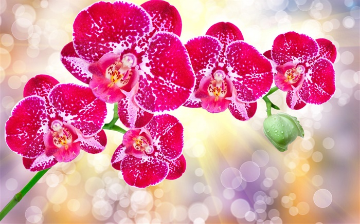 Flores rosadas hermosas, phalaenopsis Fondos de pantalla, imagen