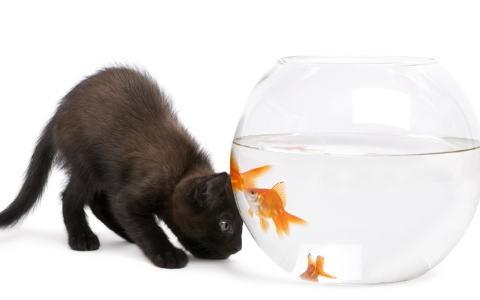 Gato negro y peces de colores Fondos de pantalla, imagen