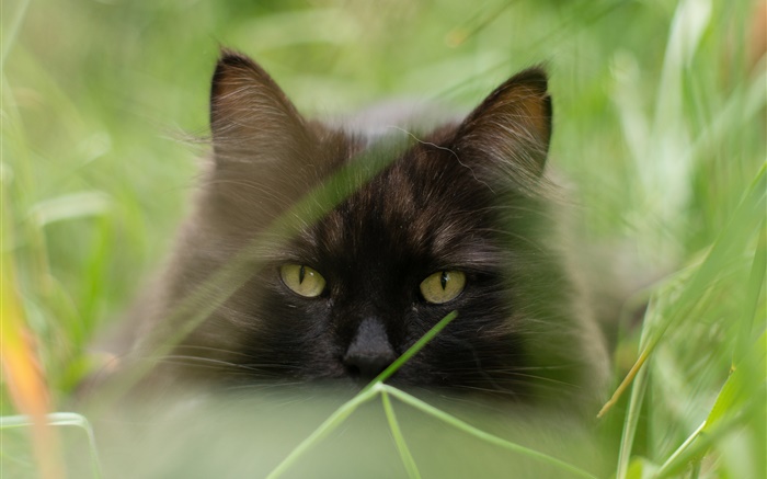 Cara de gato negro, hierba, verano, borrosa Fondos de pantalla, imagen