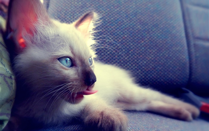 Gato de ojos azules en la silla Fondos de pantalla, imagen