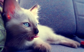 Gato de ojos azules en la silla HD fondos de pantalla