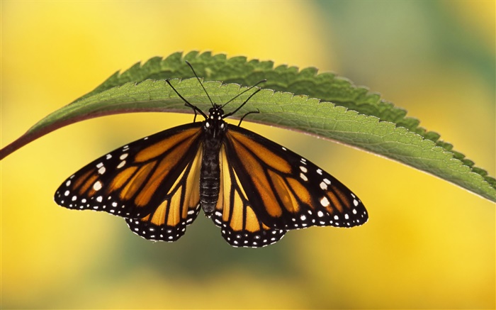 Mariposa, hoja verde Fondos de pantalla, imagen