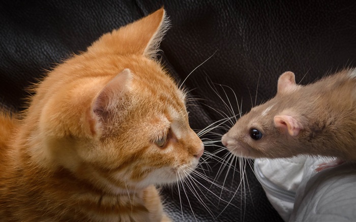 Gato y ratón cara a cara Fondos de pantalla, imagen