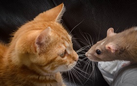 Gato y ratón cara a cara
