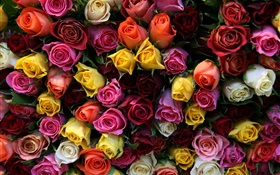 Muchas flores color de rosa, diversos colores