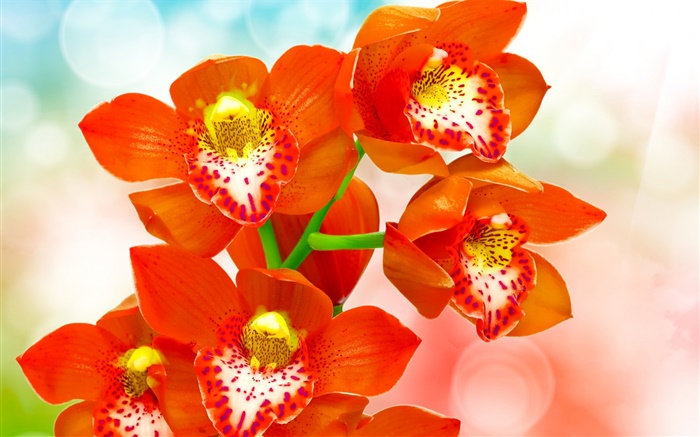 Naranja pétalos orquídea Fondos de pantalla, imagen