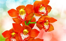 Naranja pétalos orquídea
