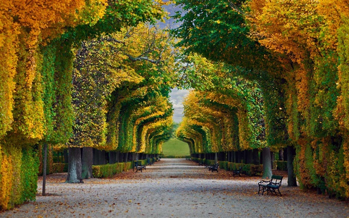 Parque, árboles, camino, banco, otoño Fondos de pantalla, imagen