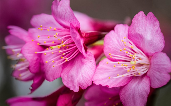 Flores rosadas macro fotografía, pistilo Fondos de pantalla, imagen
