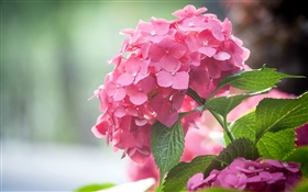 Flores rosadas del hydrangea, hojas HD fondos de pantalla