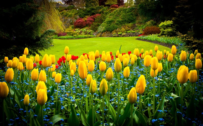 Queen Elizabeth Park, Canadá, tulipanes amarillos, césped Fondos de pantalla, imagen