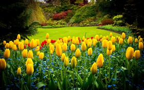 Queen Elizabeth Park, Canadá, tulipanes amarillos, césped