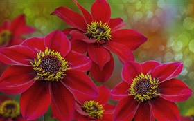 Flores rojas macro fotografía, pétalos, pistilo