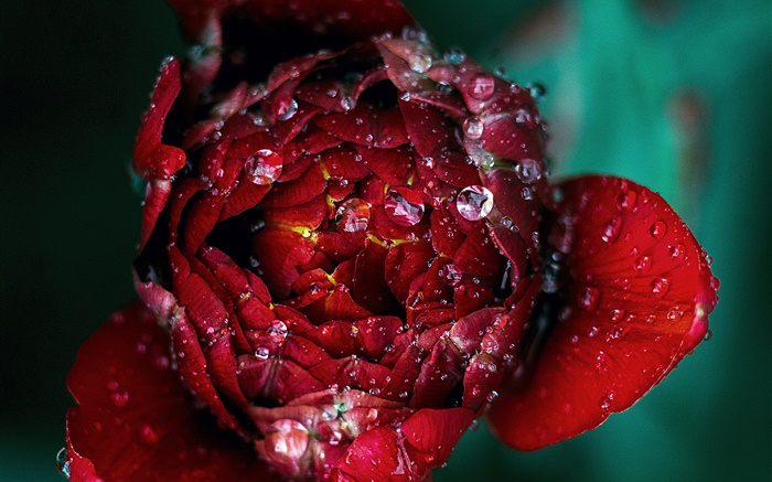 Primer plano de la flor de la rosa roja, rocío Fondos de pantalla, imagen