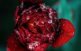 Primer plano de la flor de la rosa roja, rocío