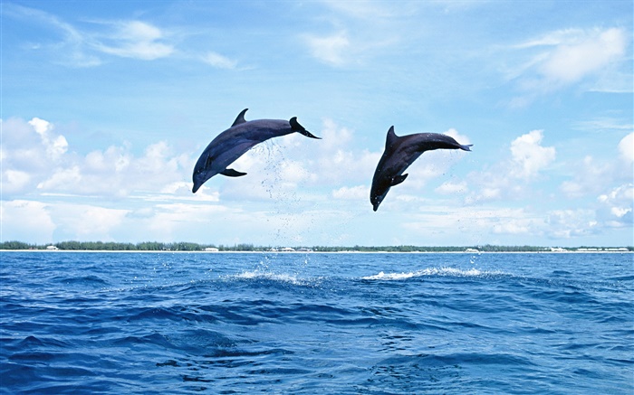 Animales marinos, delfines, saltos HD fondos de pantalla | Animales | fondo  de escritorio de vista previa 