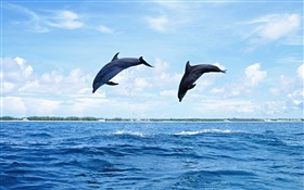 Animales marinos, delfines, saltos HD fondos de pantalla