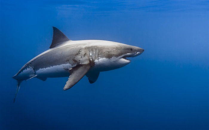 Tiburón, mar azul Fondos de pantalla, imagen
