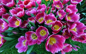 Flores de primavera, tulipanes púrpuras